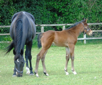 2020 colt by Ulysees